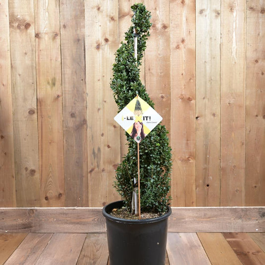 Ilex Crenata Dark Green 90-100cm Spiral 15L