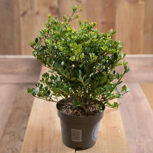 Ilex Crenata Dark Green In a 14cm Pot