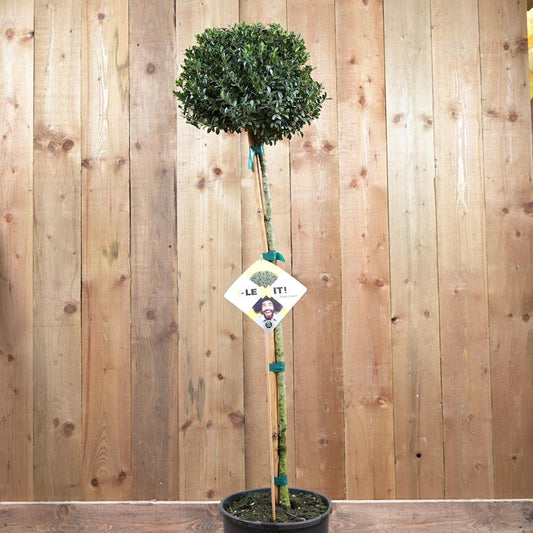 Ilex Crenata Dark Green Standard 15L