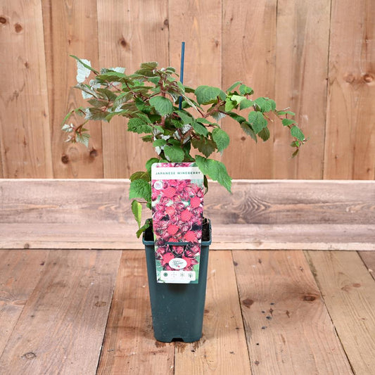 Japanese Wineberry 3L