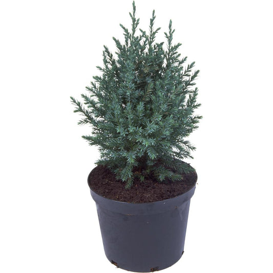 Juniperus Chinensis Pyramidalis 7L