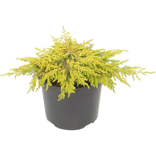 Juniperus Communis Goldschatz 3L