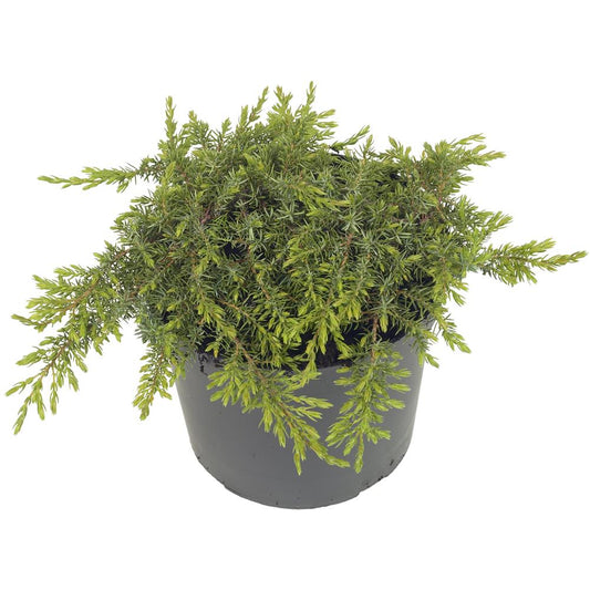 Juniperus Communis Green Carpet 3L