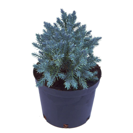 Juniperus Squamata Blue Star 3L