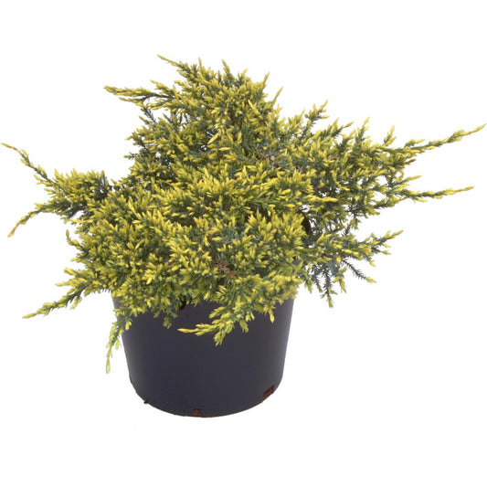 Juniperus Squamata Holger 3L
