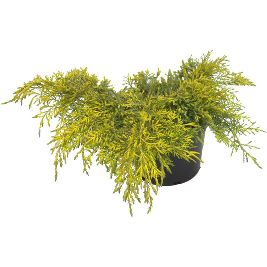 Juniperus X Media Carbury Gold 3L