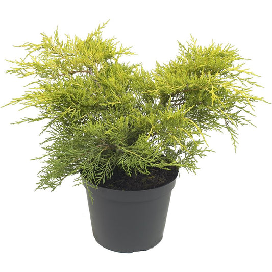 Juniperus X Media Old Gold 3L