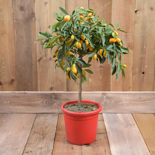 Kumquat Mini Stem 70-80cm 20cm pot