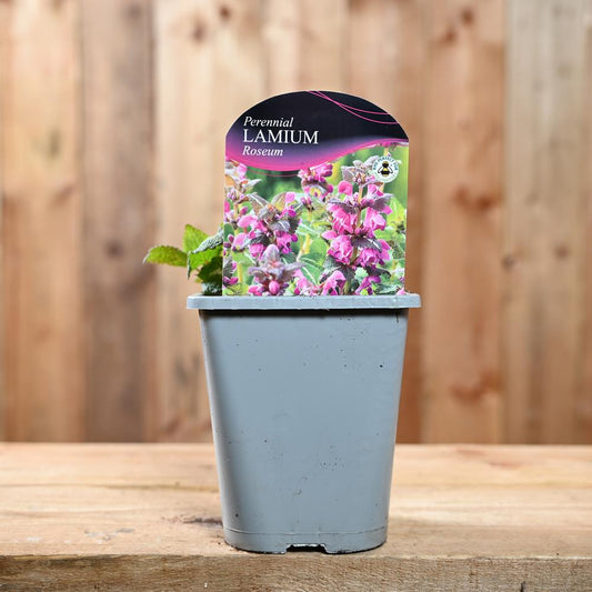 Lamium Maculatum Roseum 1L