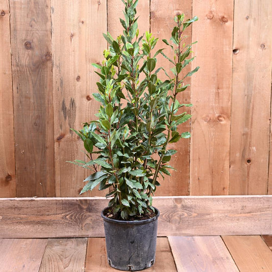 Laurus Nobilis 60/80cm 3L