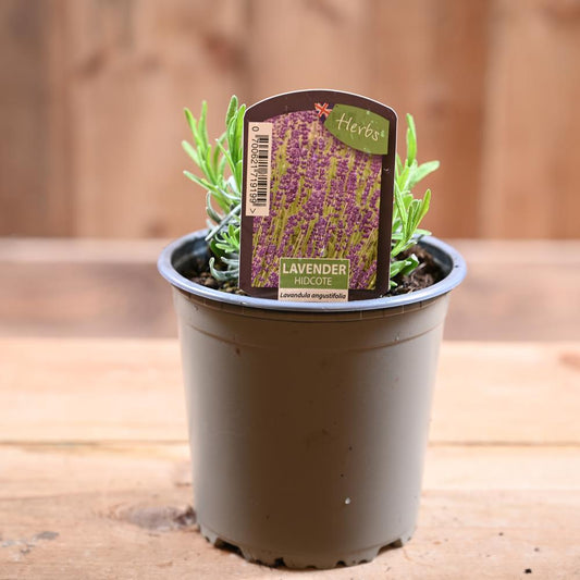 Lavander Hidcote - Lavandula Ang.  1L