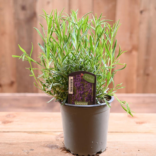 Lavander Munstead - Lavandula Ang.  1L