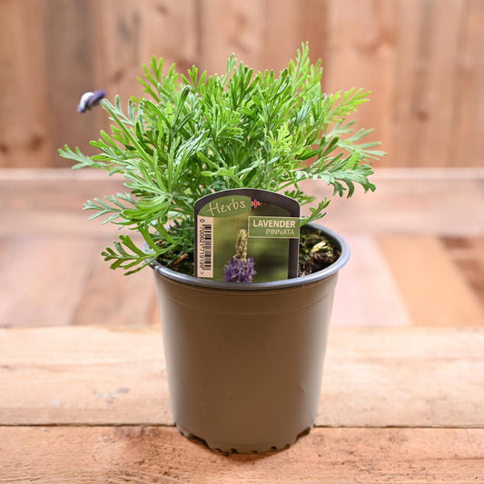 Lavander Pinnata - Lavandula  1L
