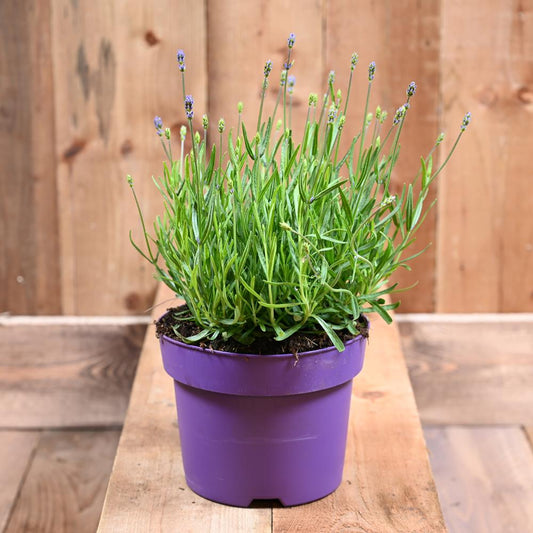 Lavandula Ang. Hidcote 17cm Pot