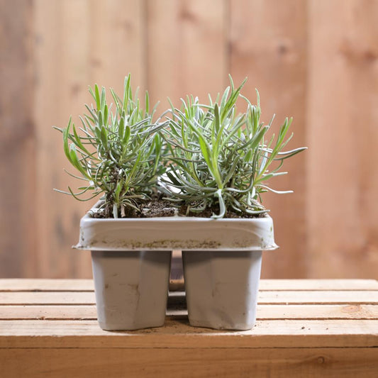 Lavandula Angustifolia 6 Pack
