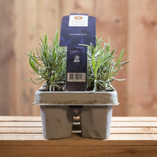 Lavandula Angustifolia 6 Pack