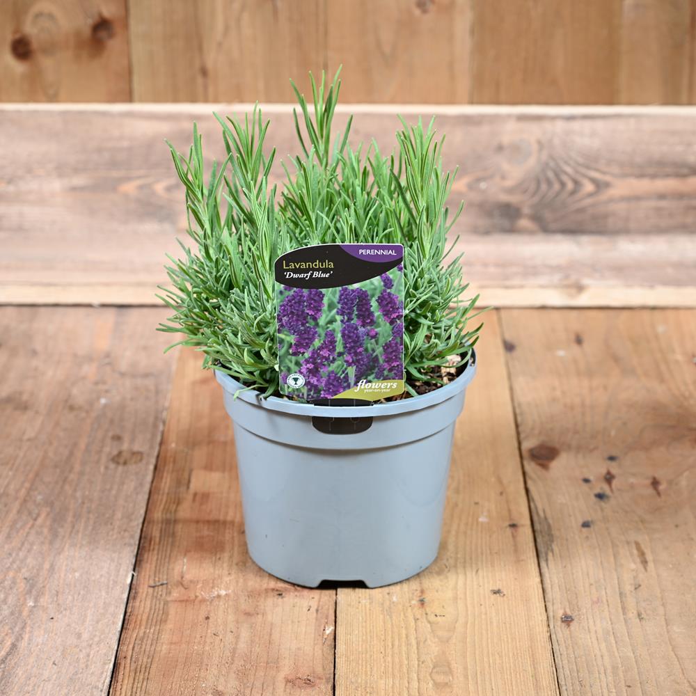 Lavandula Angustifolia Dwarf Blue