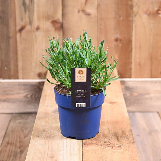 Lavandula Angustifolia Felice 15 Cm pot