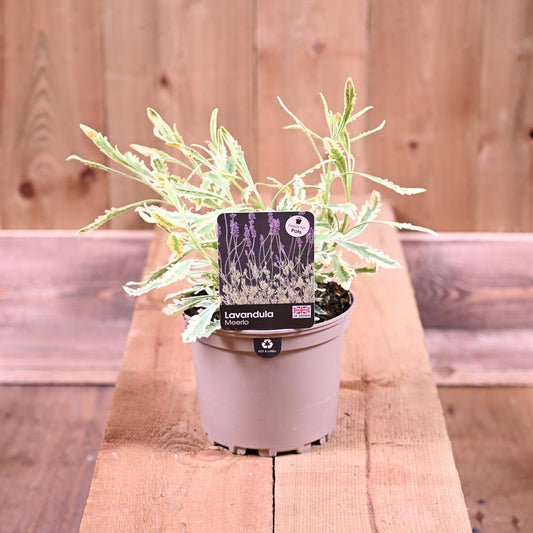 Lavandula Merlo 1.5L