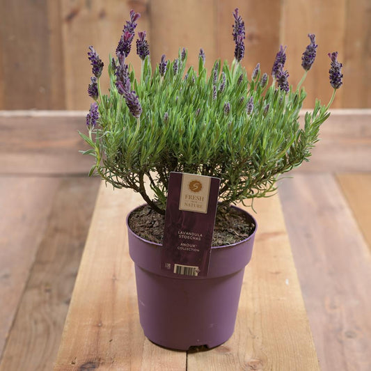 Lavandula stoe. Anouk 15cm