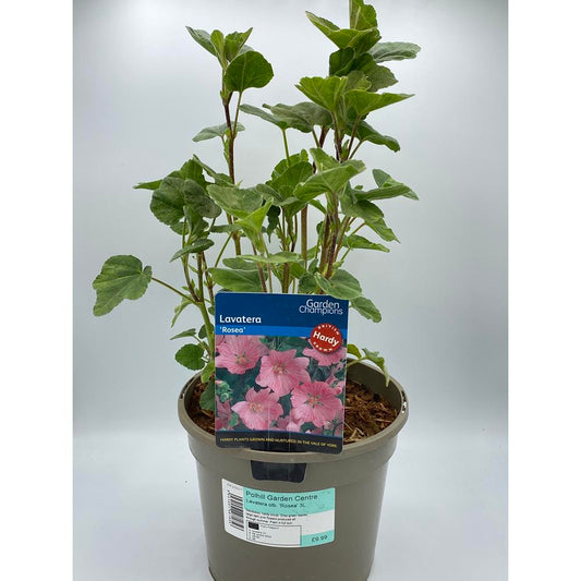 Lavatera 'Rosea' 3L