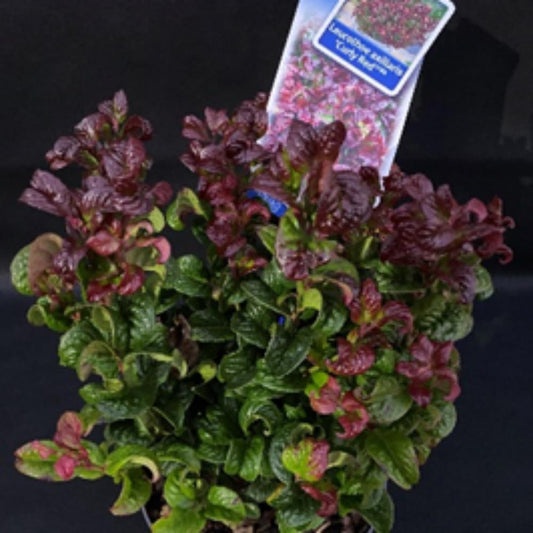 Leucothoe Curly Red 2L
