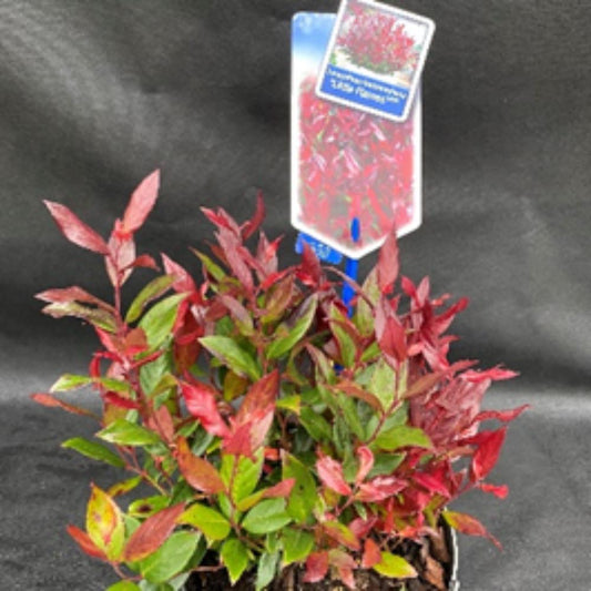 Leucothoe Little Flames 17 cm
