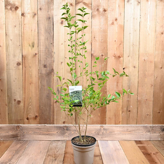 Ligustrum Ovalifolium 3L