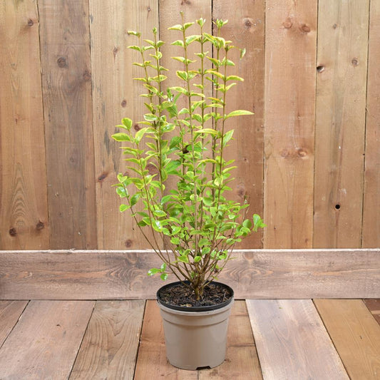 Ligustrum Ovalifolium Aureum 3L