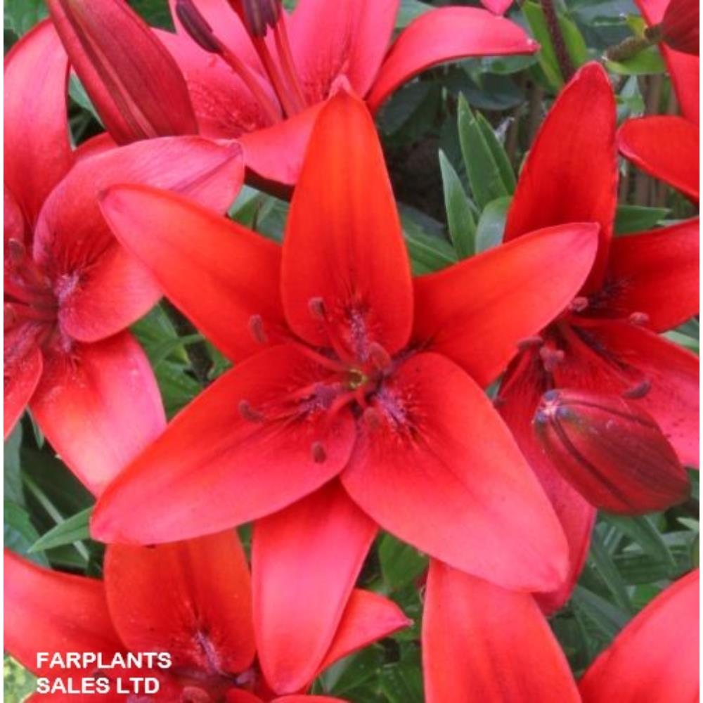 Lilies Easy Start Asiatic Red 1.4L