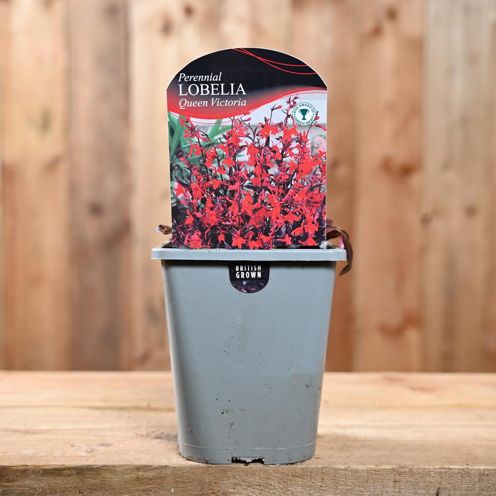 Lobelia Cardinalis 'Queen Victoria' 1L