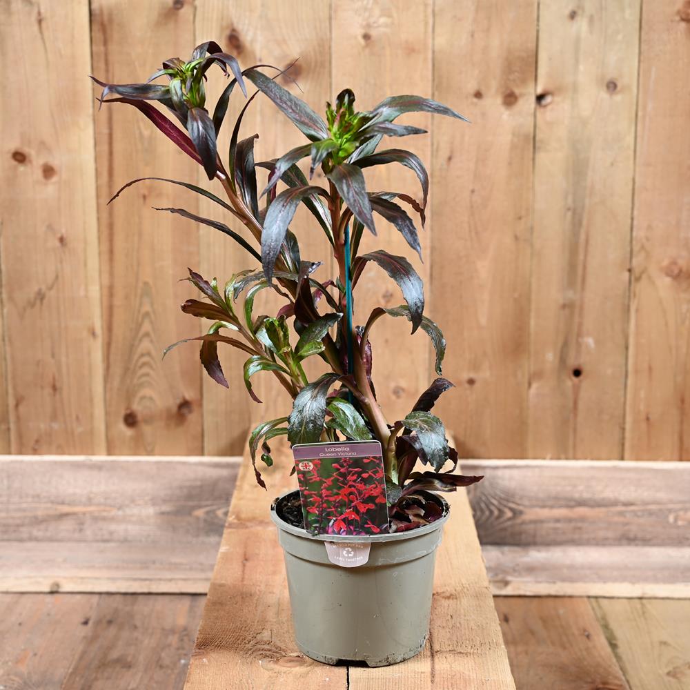 Lobelia Queen Victoria 2L