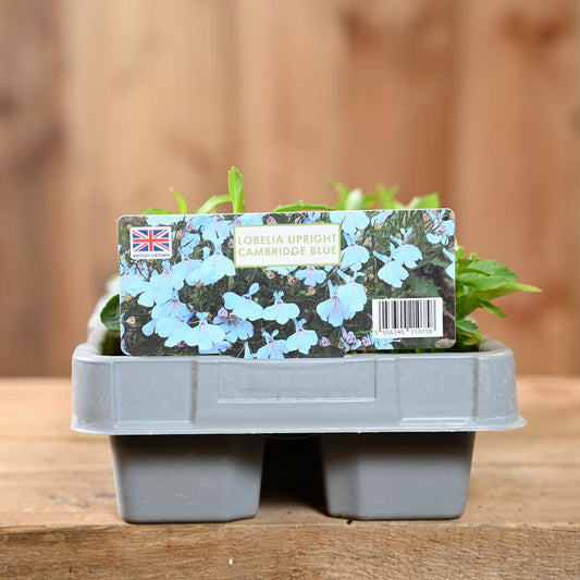 Lobelia Upright Cambridge Blue 6 Pack