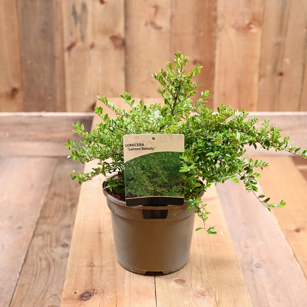 Lonicera Nitida Lemon Beauty 2L – Polhill