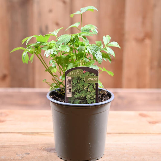 Lovage Levisticum 1L