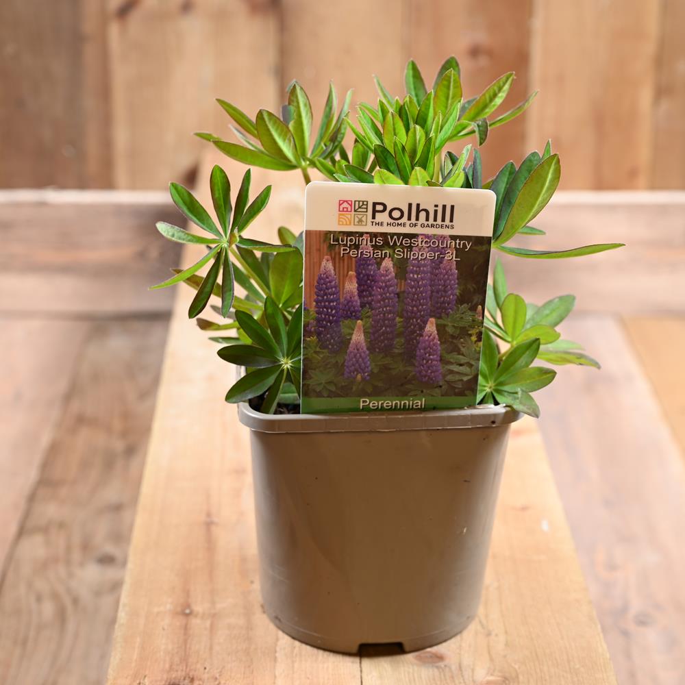 Lupin Westcountry Persian Slipper 3L