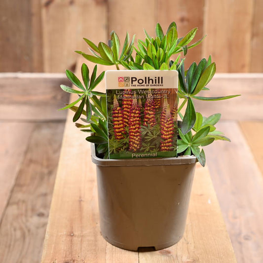 Lupinus Westcountry Manhattan Lights 3L