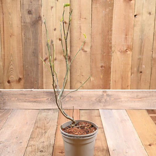 Magnolia Susan  3L
