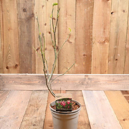 Magnolia Susan  3L