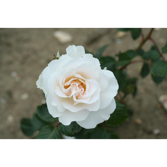 Margaret Merril  3L