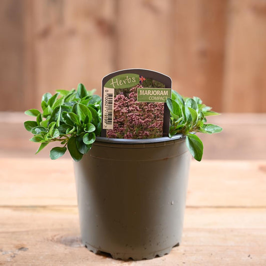 Marjoram Compact- Origanum Vulg. 'Compactum'  1L