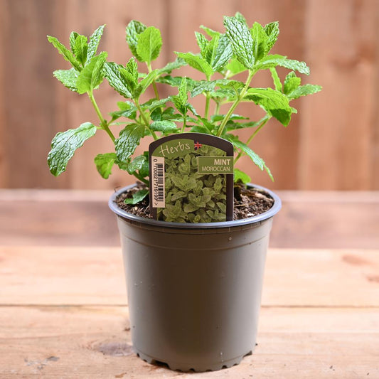 Mint Moroccan - Mentha Spicta 1L