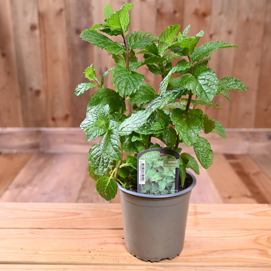 Mint Tashkent - Mentha Spicta 1L