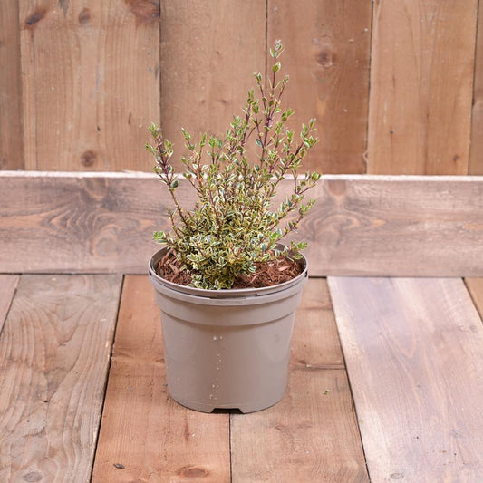 Myrtus Apiculata Glanleam Gold 3L