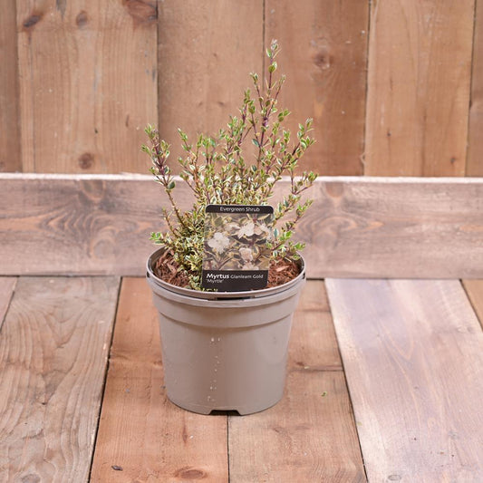 Myrtus Apiculata Glanleam Gold 3L
