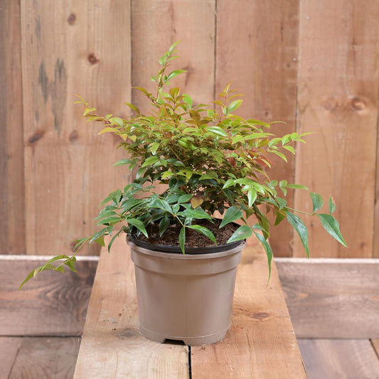 Nandina Domestica 'Obsessed' 2L