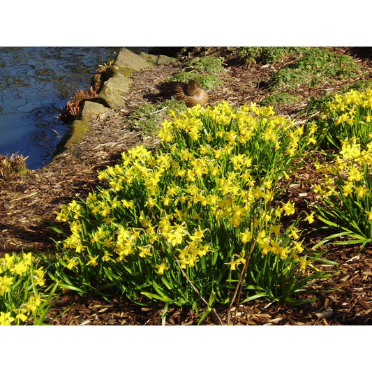 Narcissus Tete A Tete 9cm