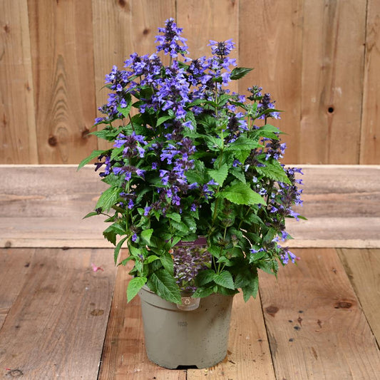 Nepeta Neptune 3L