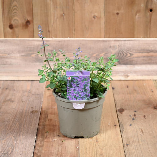 Nepeta Purrsian Blue 3 Litre