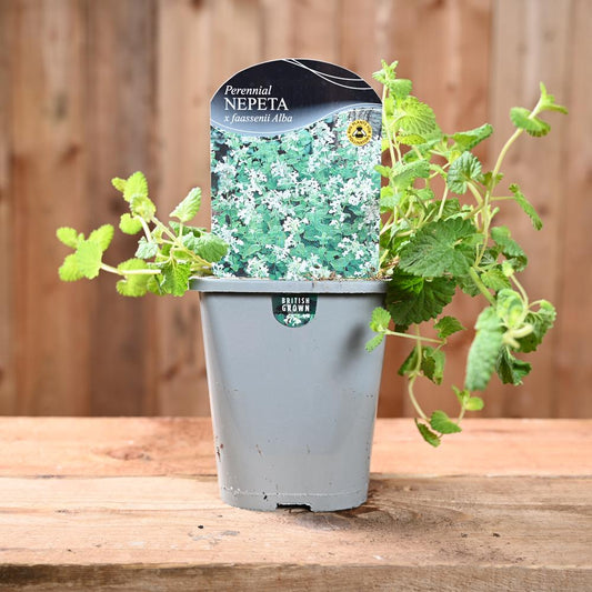 Nepeta X Faassenii Alba 1L
